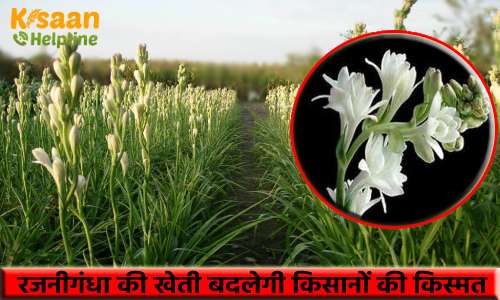 सुगंधित फूल रजनीगंधा की खेती कर किसान भाई बदल सकते अपनी किस्मत, जानिए रजनीगंधा की खेती करने का उन्नत तरीका